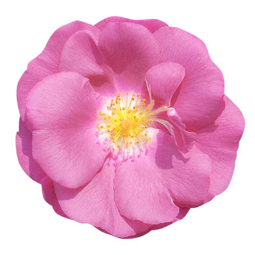 ピンク色のバラ（00241）