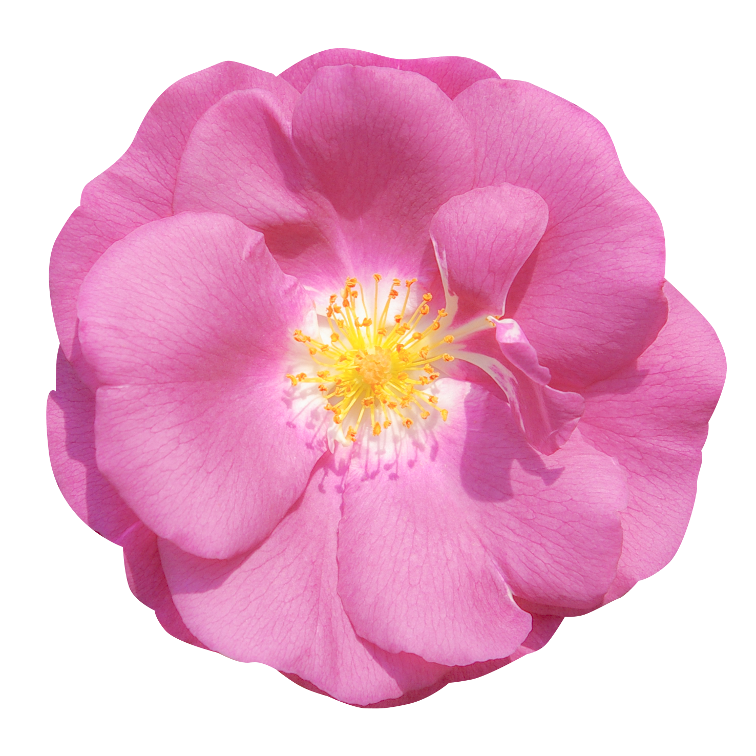 ピンク色のバラ（00241）