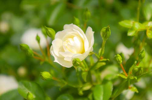 白色のバラ（00242）