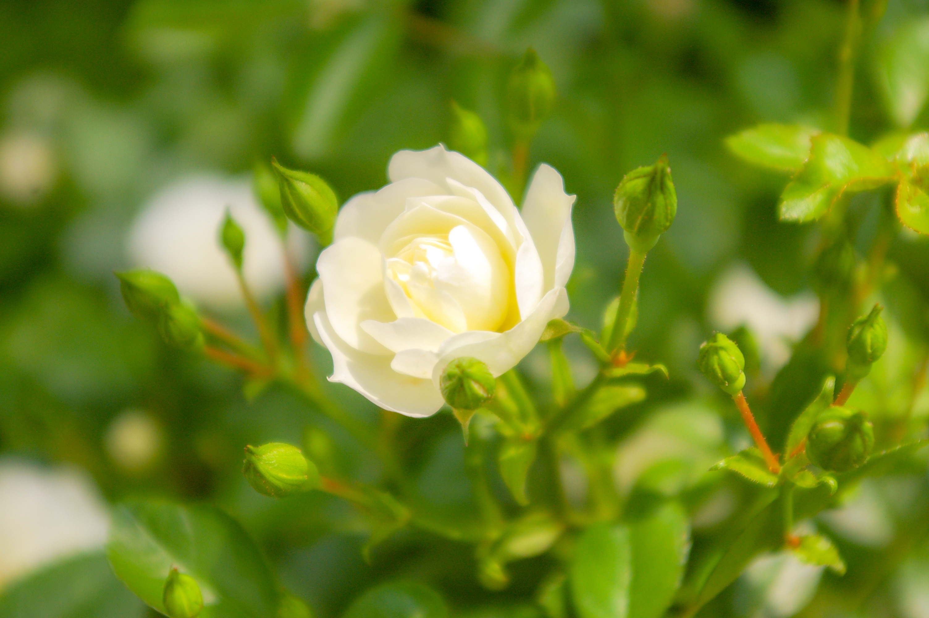 白色のバラ（00242）