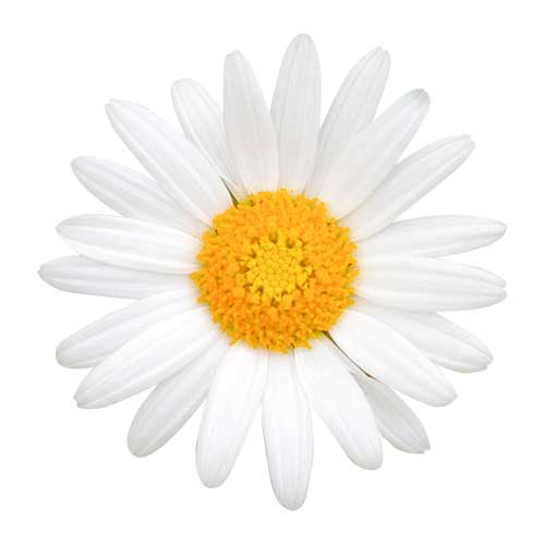 白い花（00243）