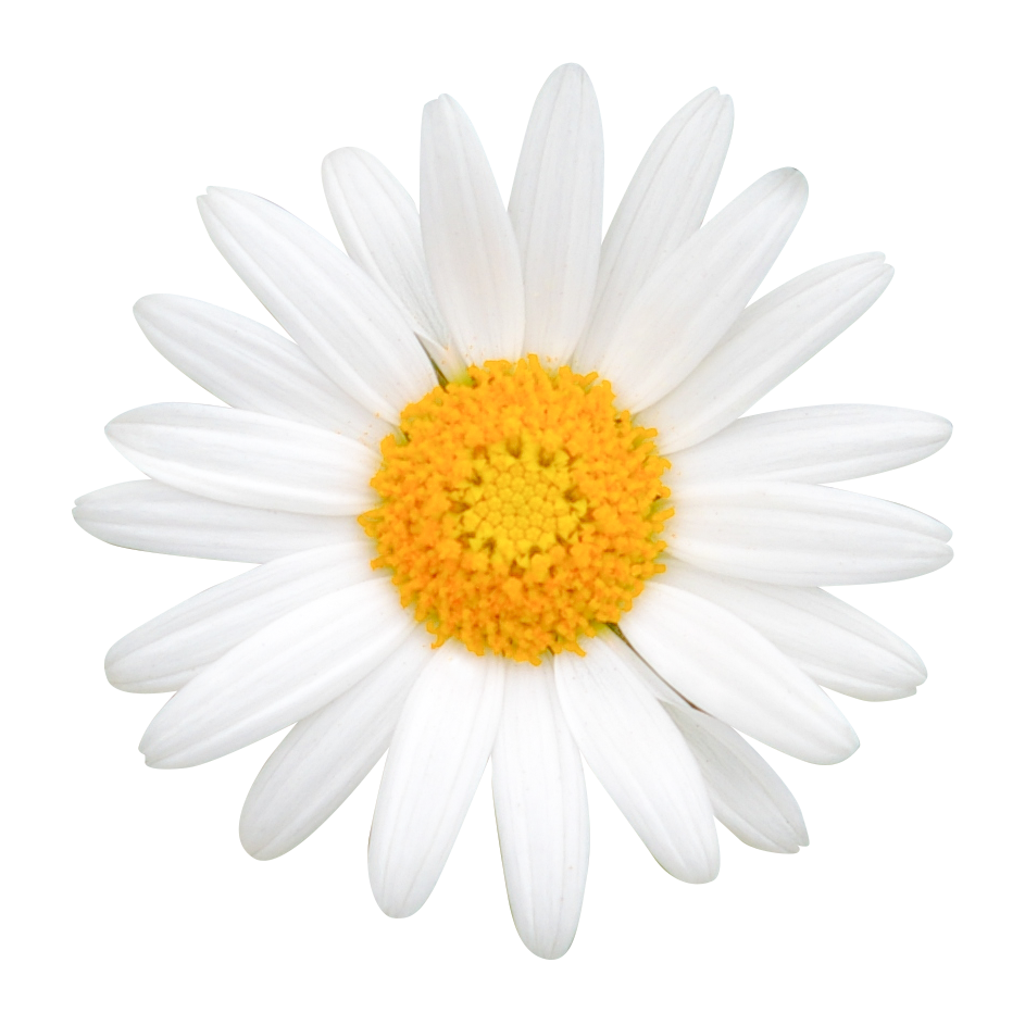 白い花（00243）