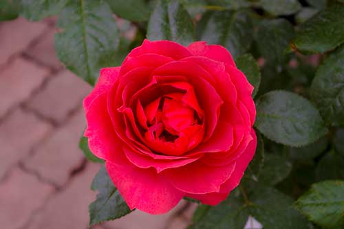 赤いバラ（00244）
