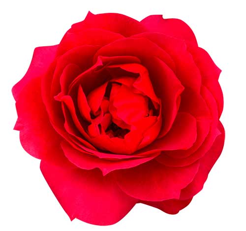 赤いバラ（00245）