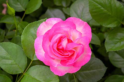 ピンク色のバラ（00246）