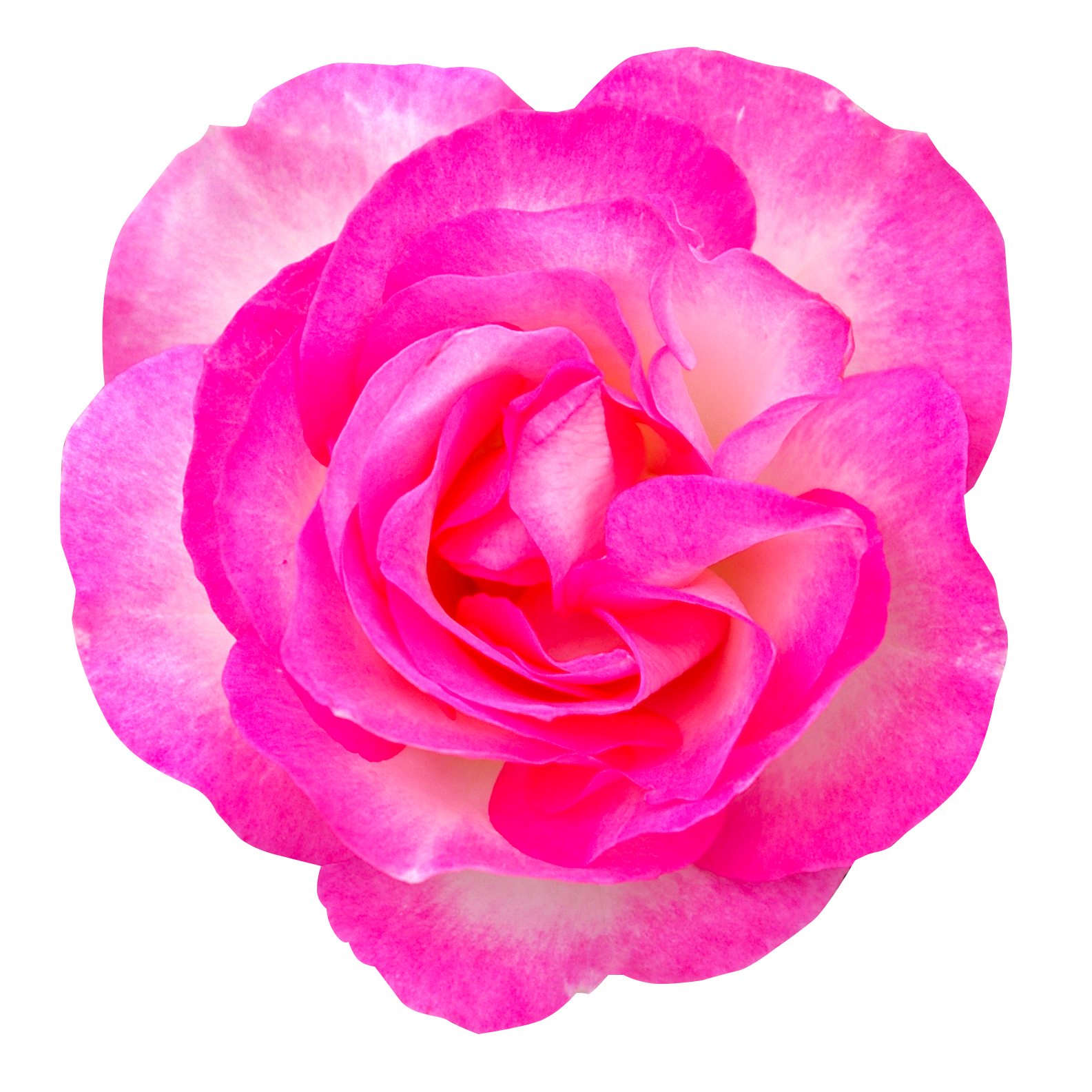 ピンク色のバラ（00247）