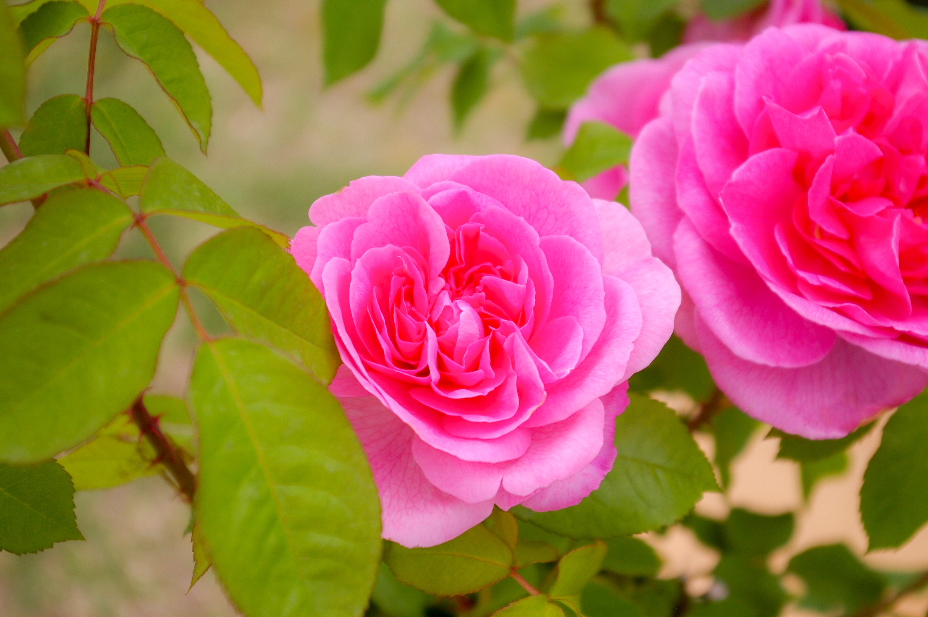 ピンク色のバラ（00254）