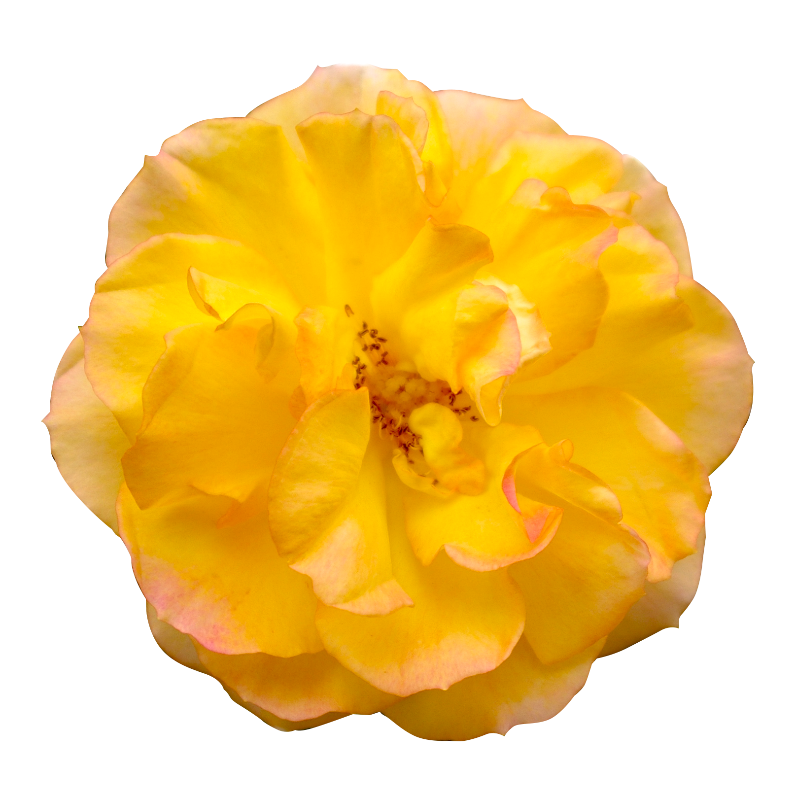 黄色いバラ（00256）