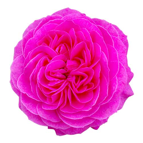 ピンク色のバラ（00258）