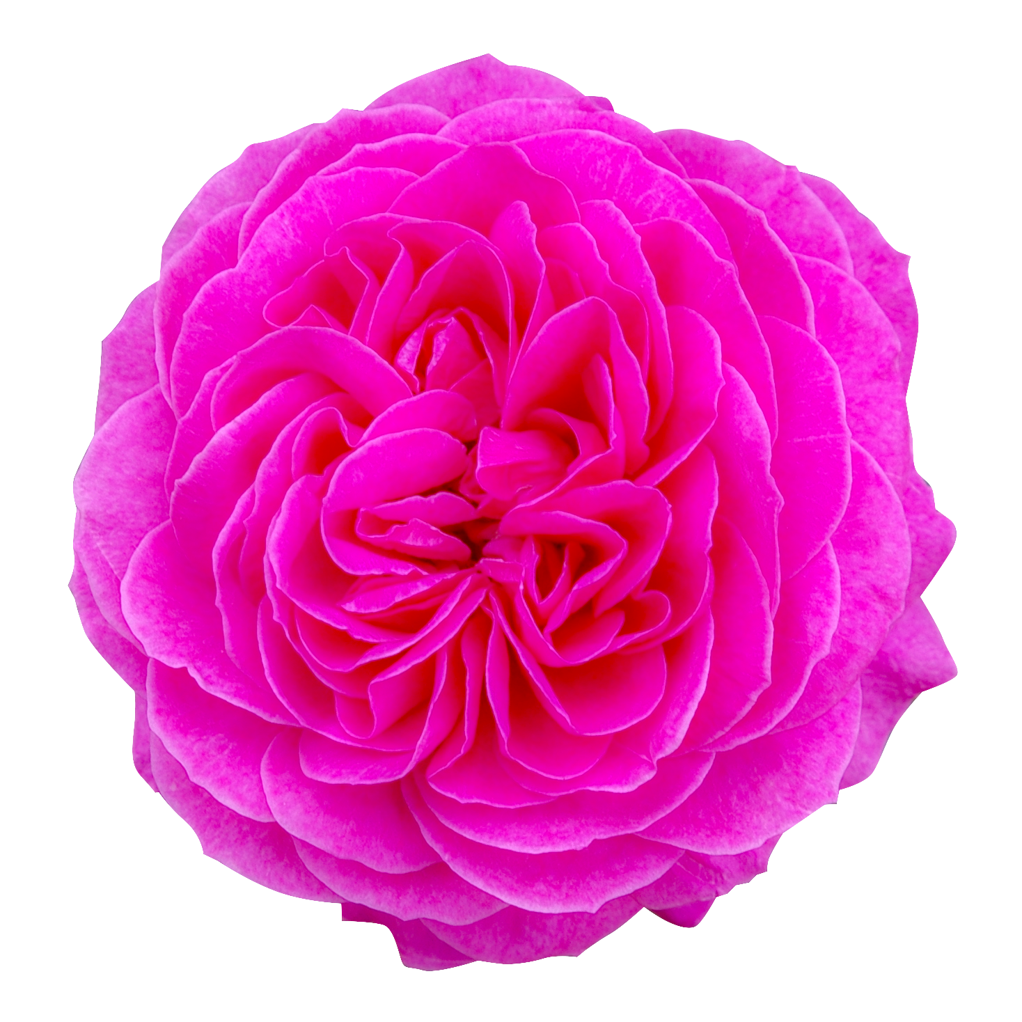 ピンク色のバラ（00258）