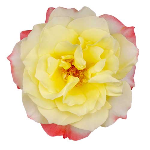 黄色いバラ（00259）