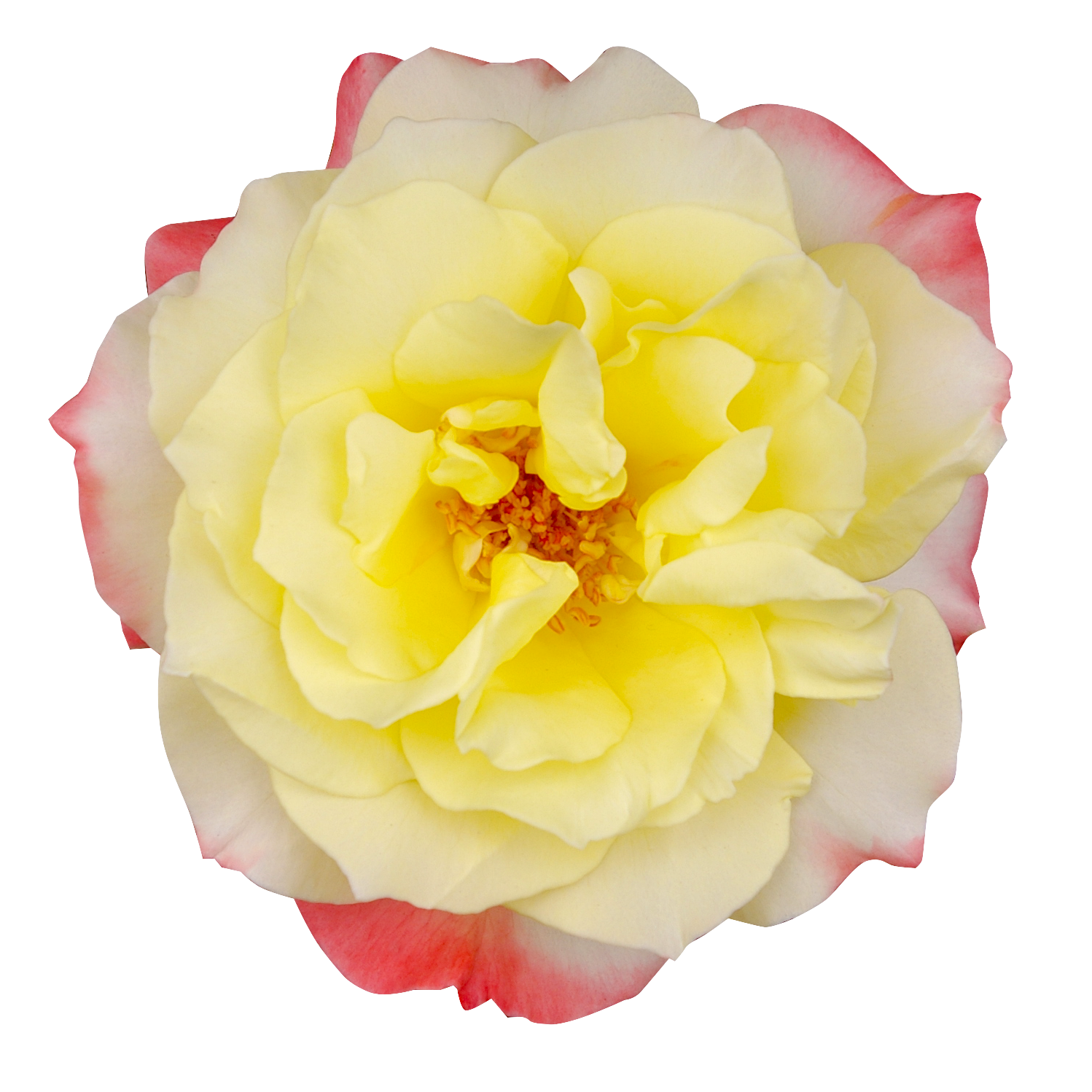 黄色いバラ（00259）