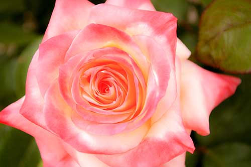 ピンク色のバラ（00264）