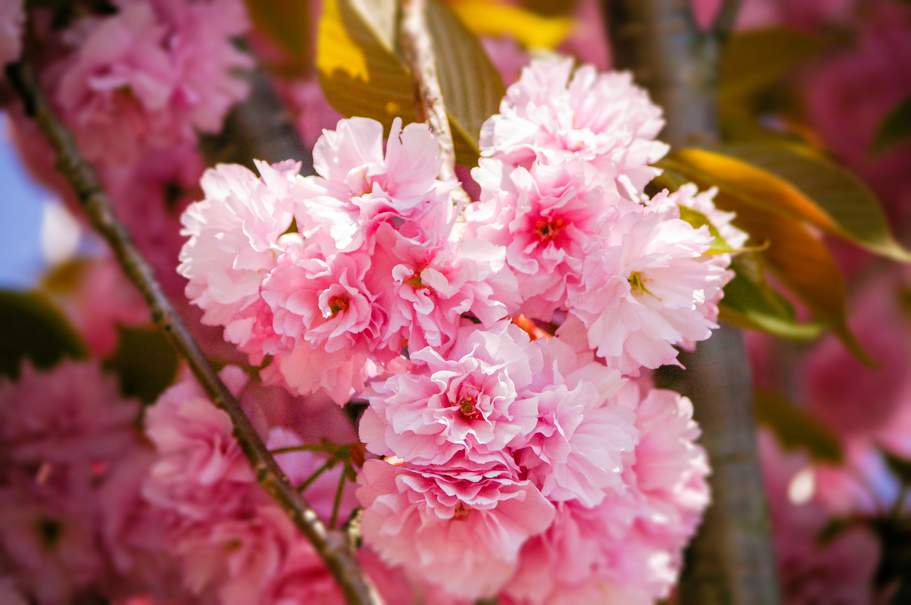 八重桜（00290）