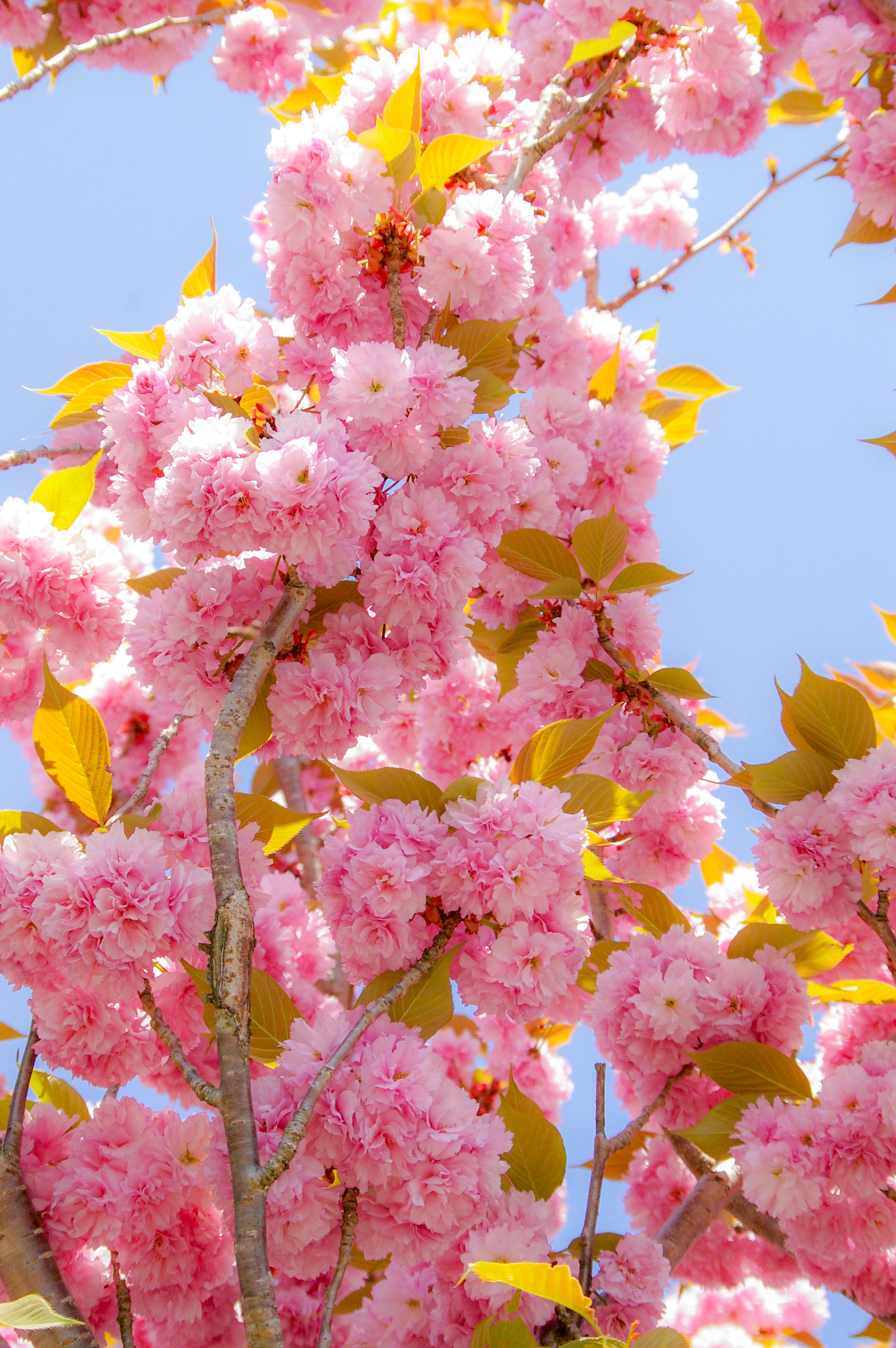八重桜（00292）