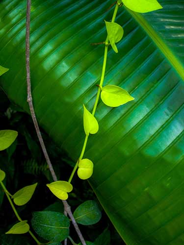 熱帯っぽい植物（00301）