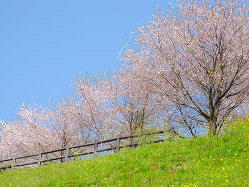 桜の木（00338）