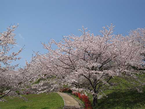 桜の木（00339）