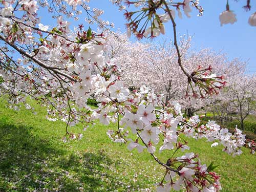 桜の木（00340）