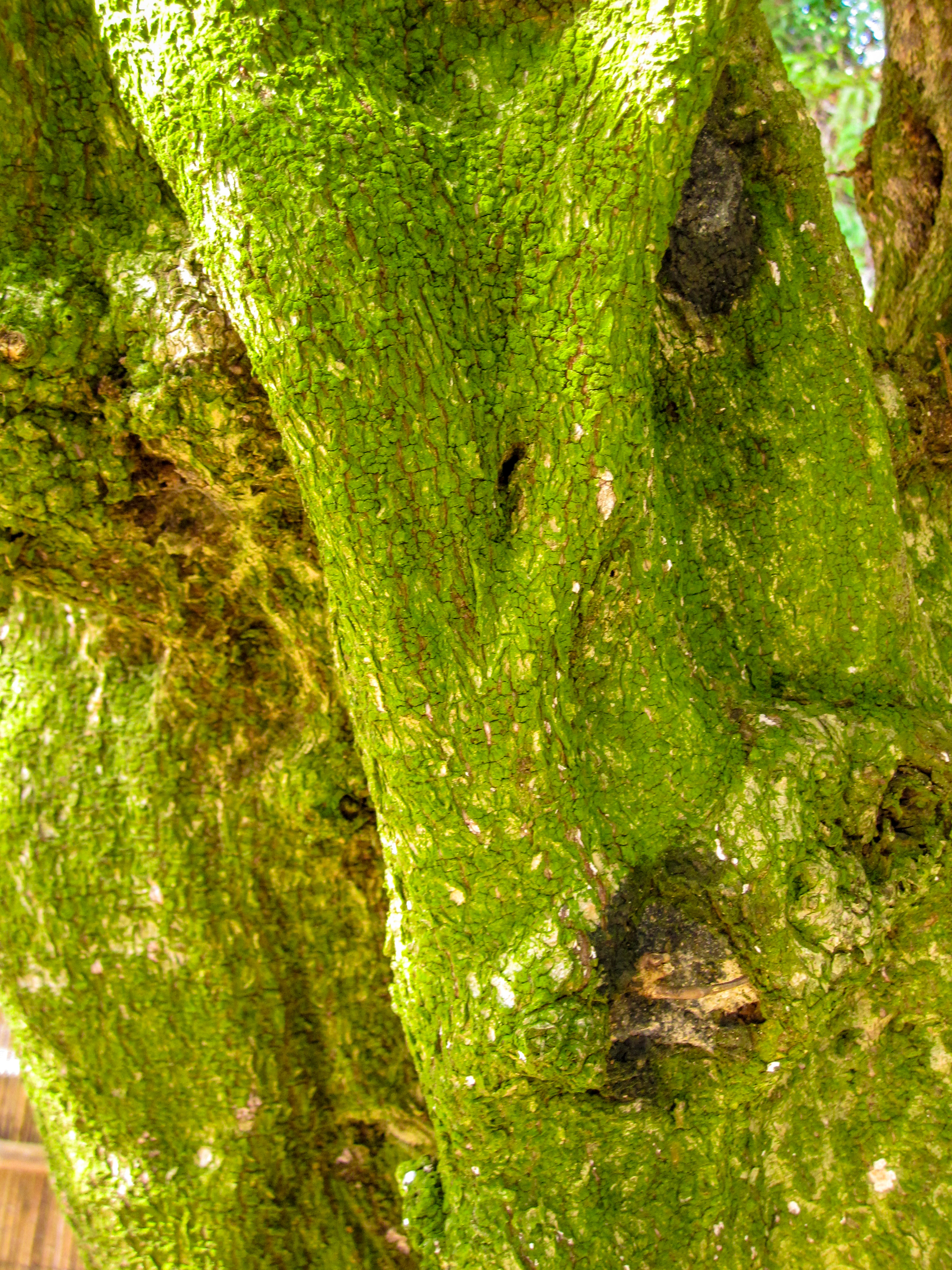 木の幹＆苔の写真（00380）