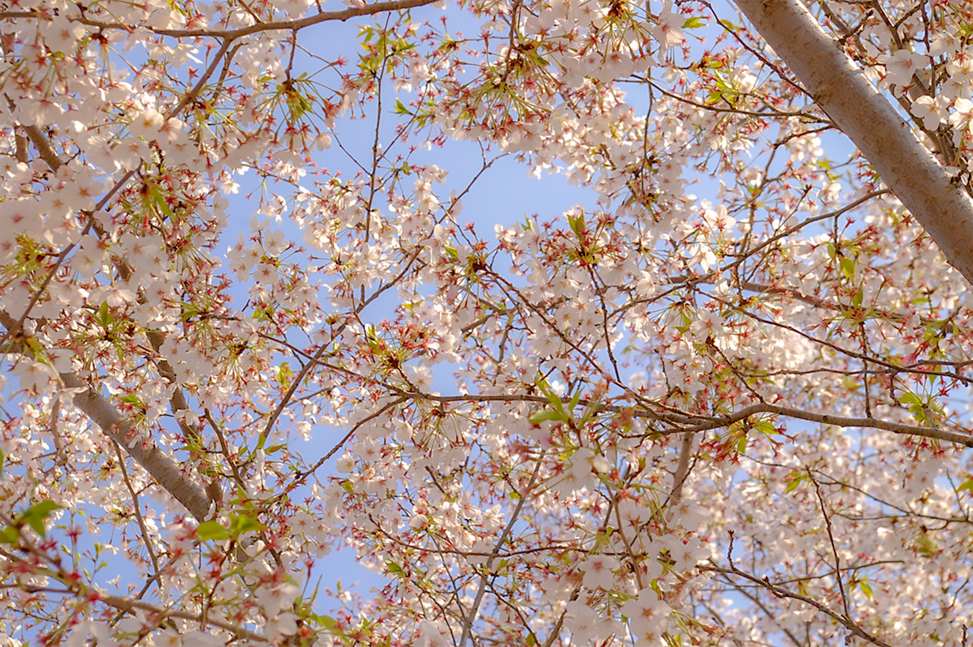 桜の花の写真（00392）