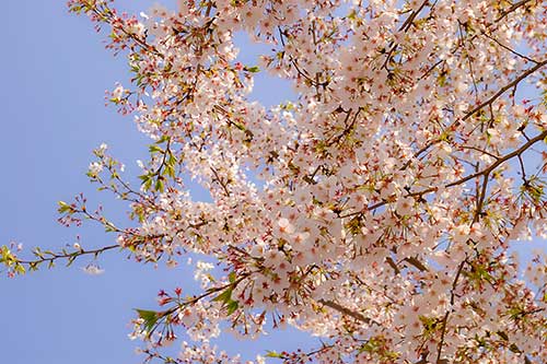 桜の花の写真（00393）