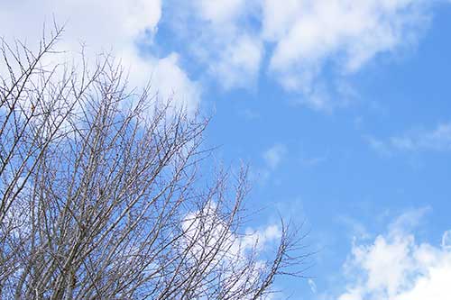 空と枯れ木の写真（00426）