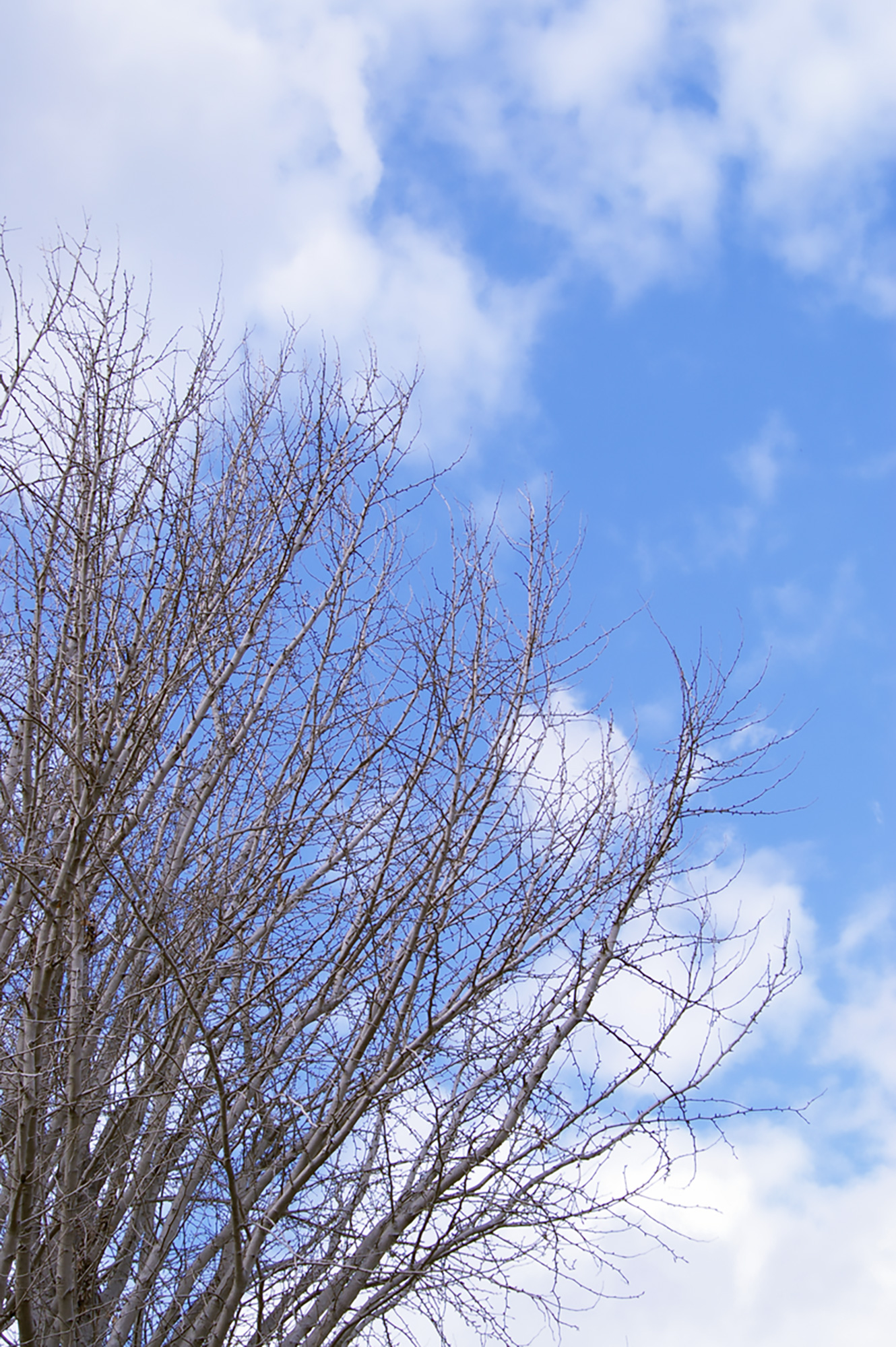 空と枯れ木の写真（00427）
