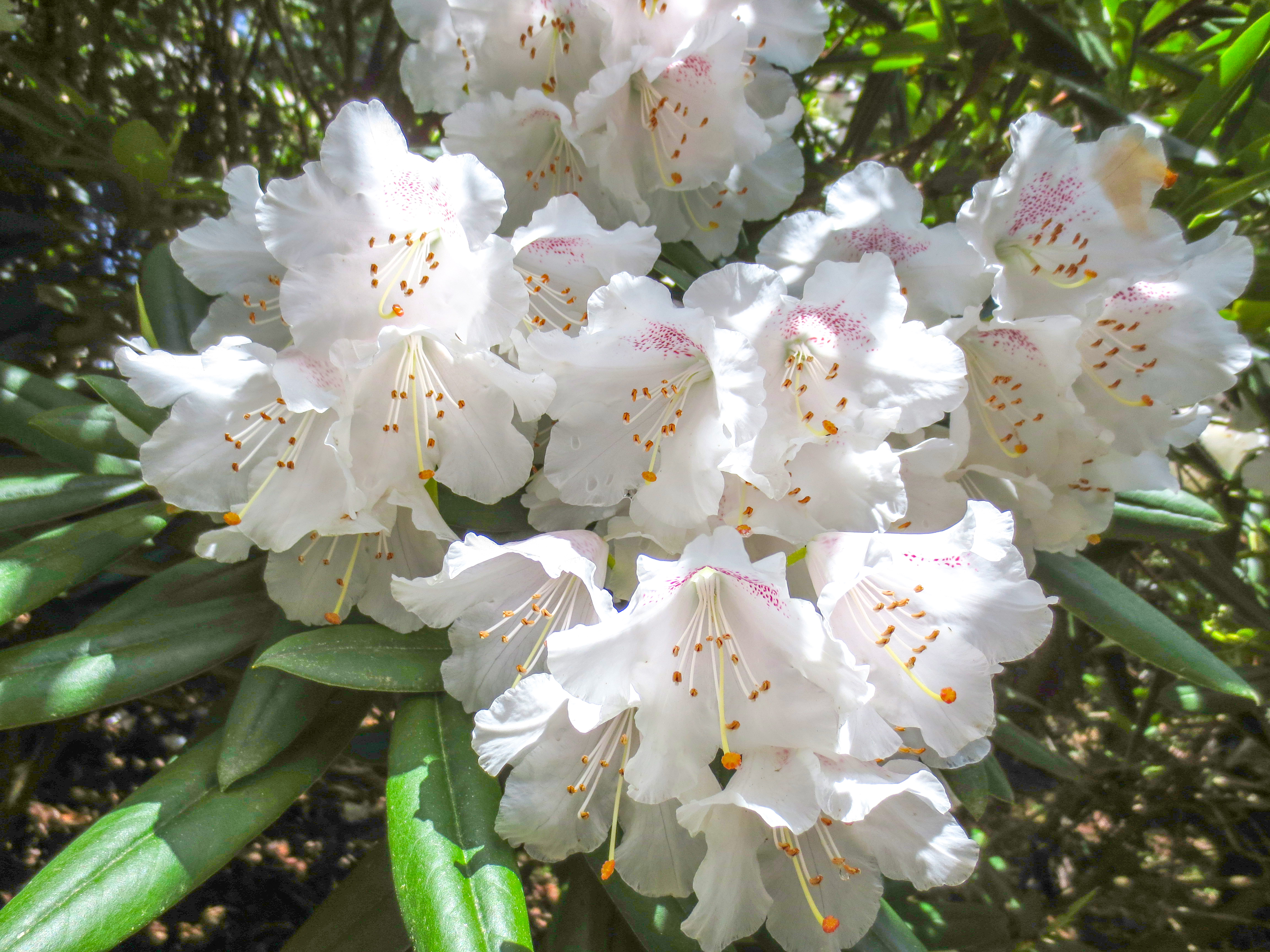 白いシャクナゲ(しゃくなげ,石楠花)の花（00920）