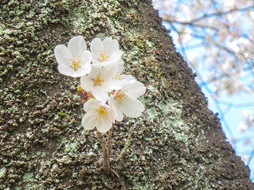 桜の花,サクラ,さくら（00922）