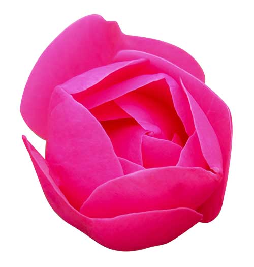 ピンクのバラの花（00929）