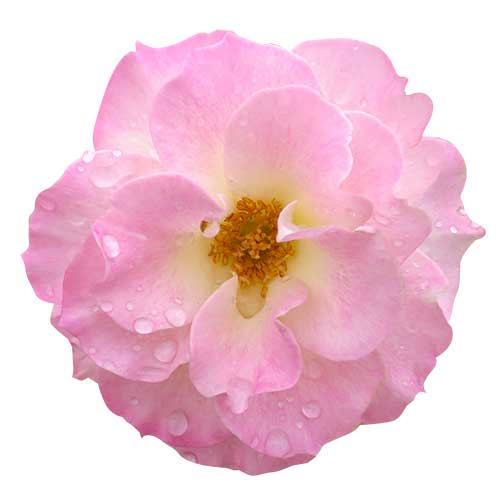 ピンクのバラの花（00930）
