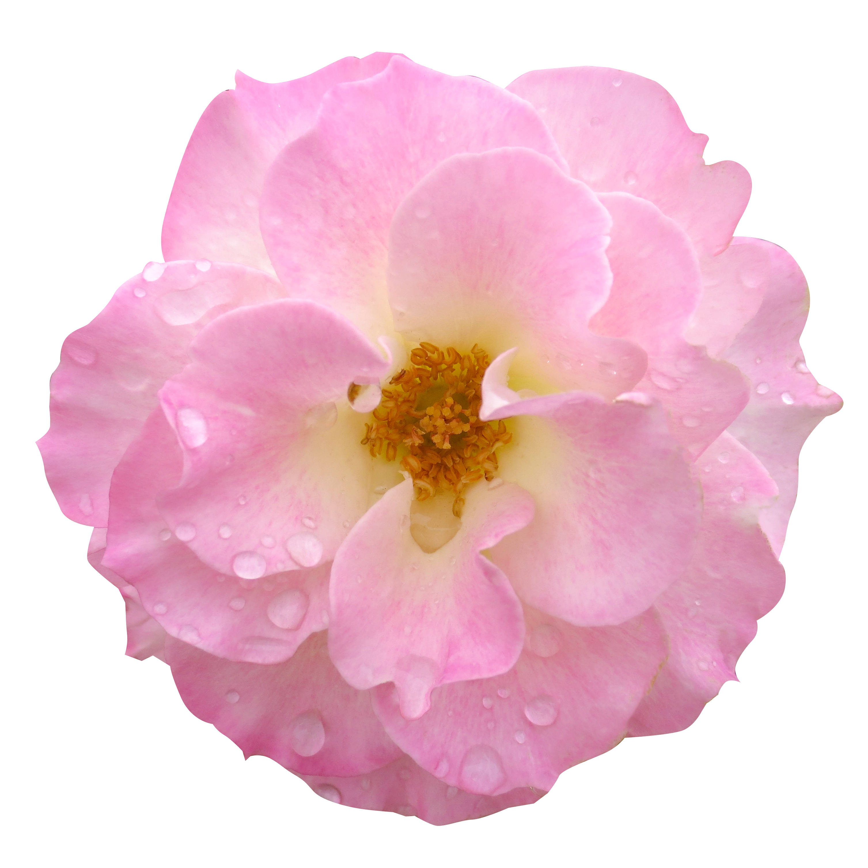 ピンクのバラの花（00930）