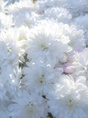 白い花（00936）
