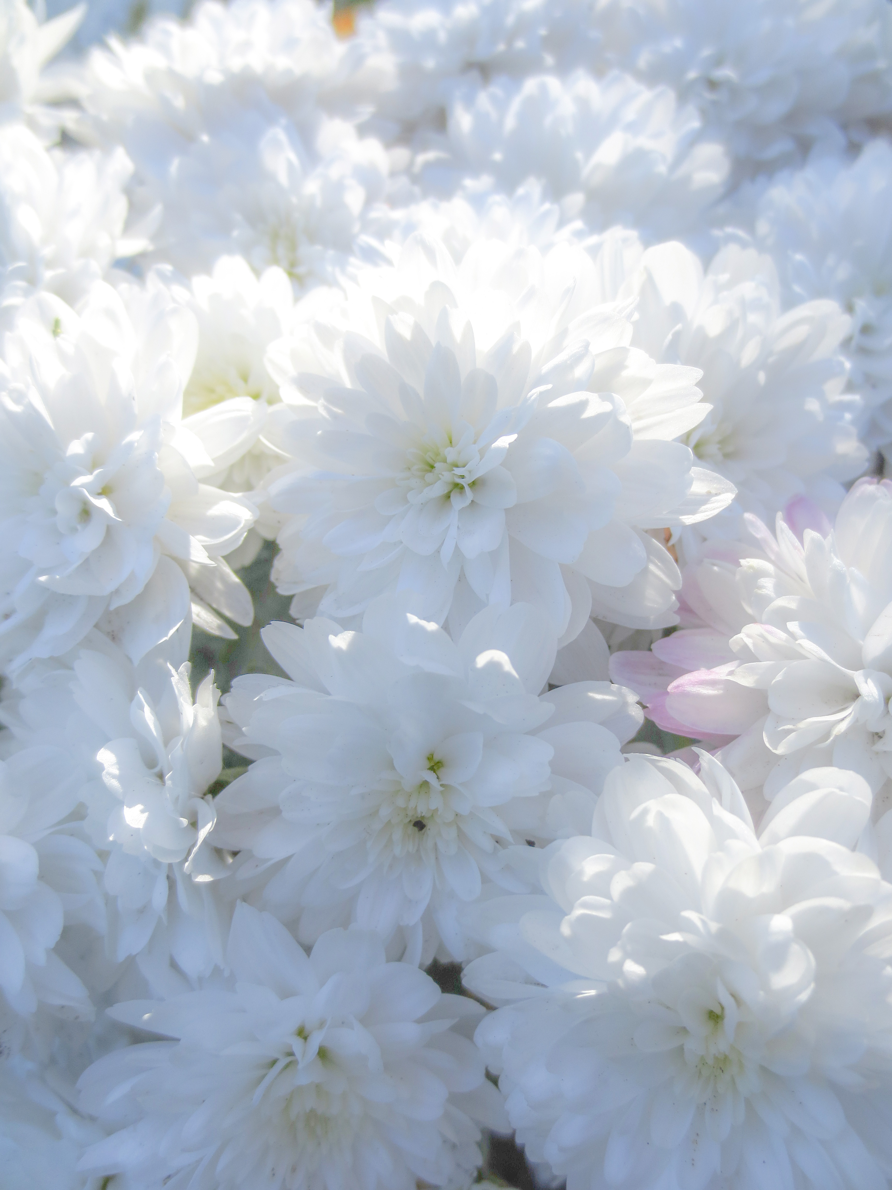 白い花（00936）