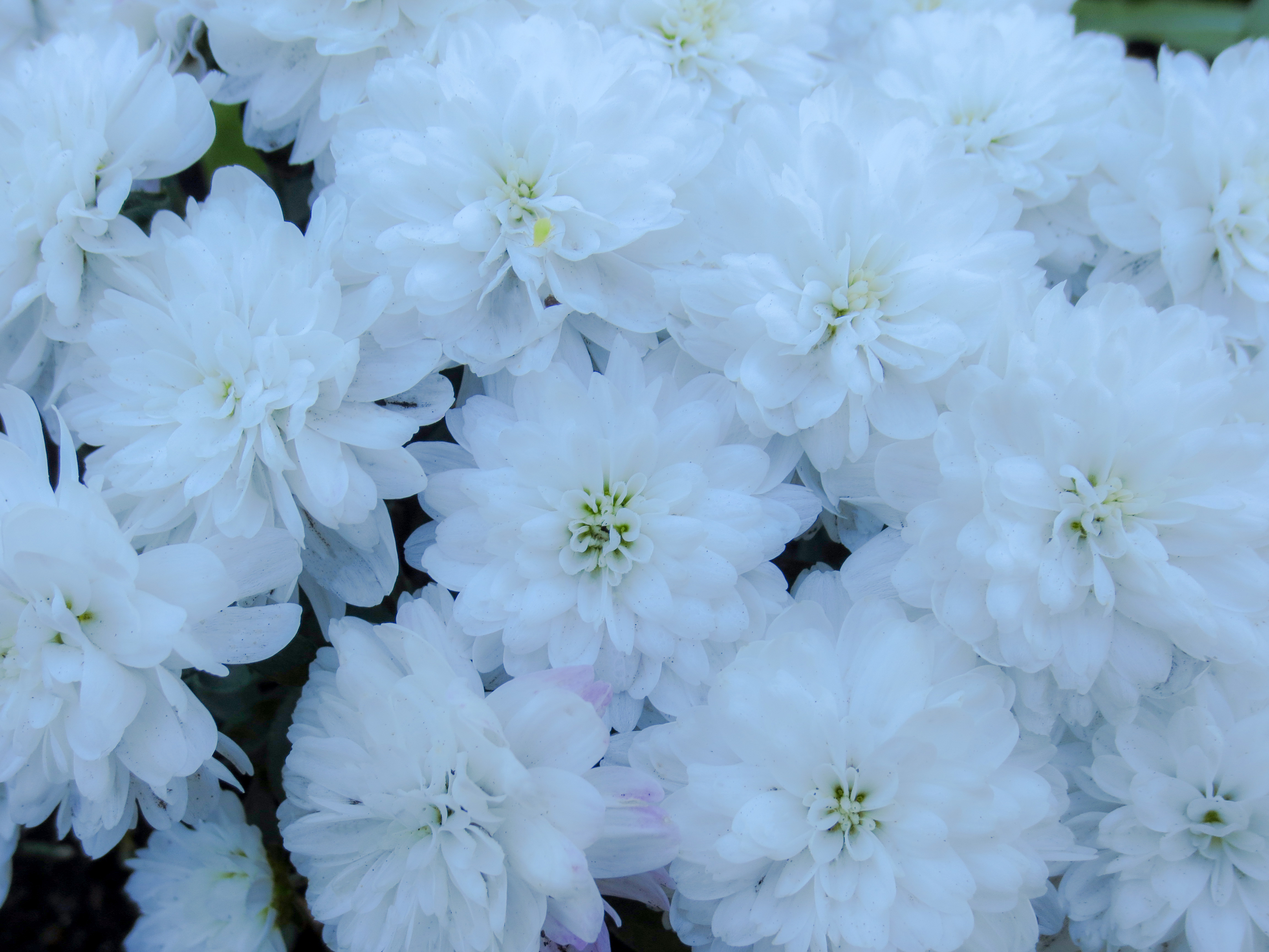 白い花（00937）