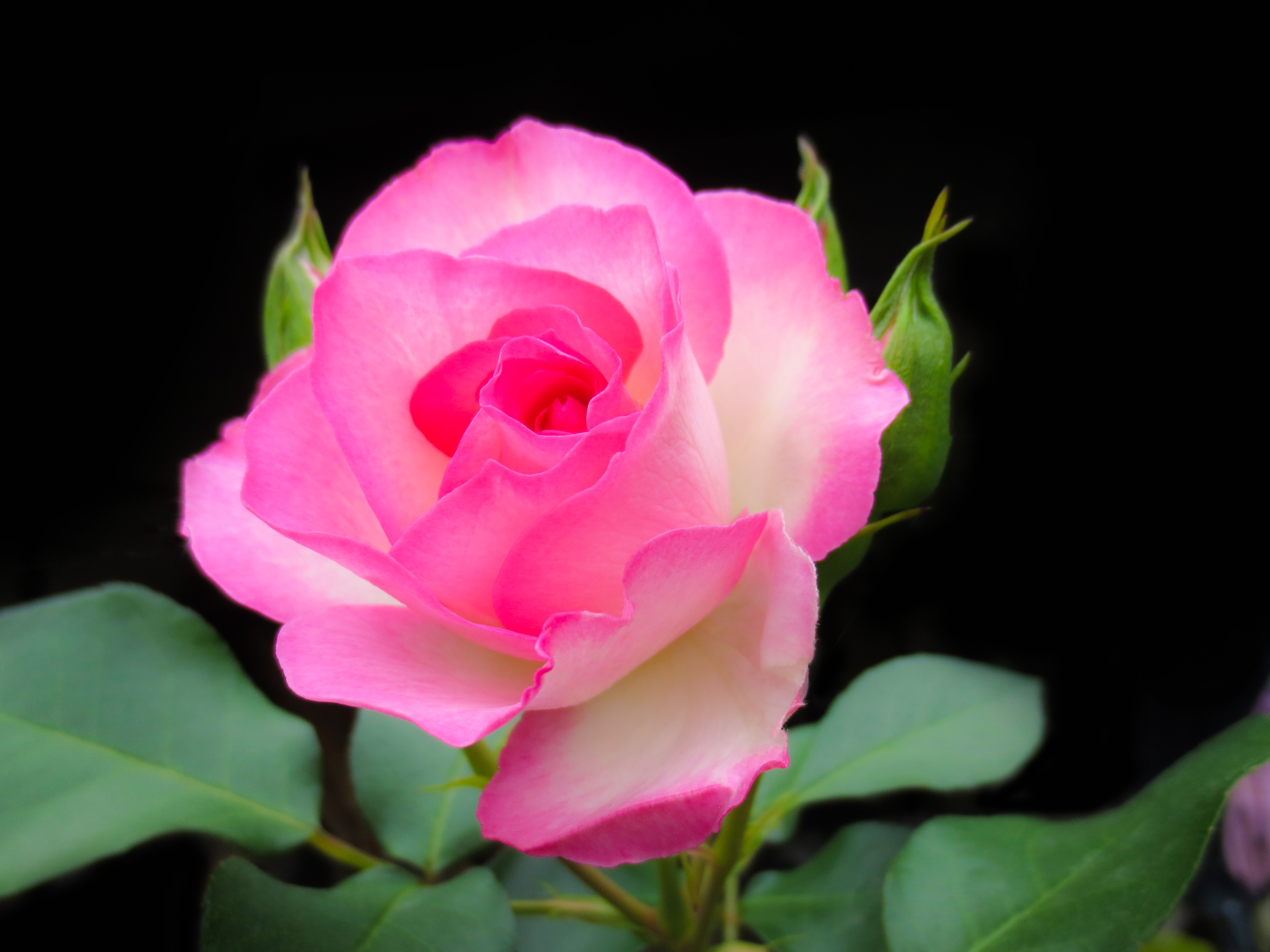 バラ(薔薇)の花（00946）