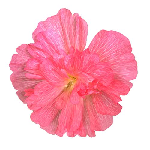 タチアオイ(立葵)の花（01020）