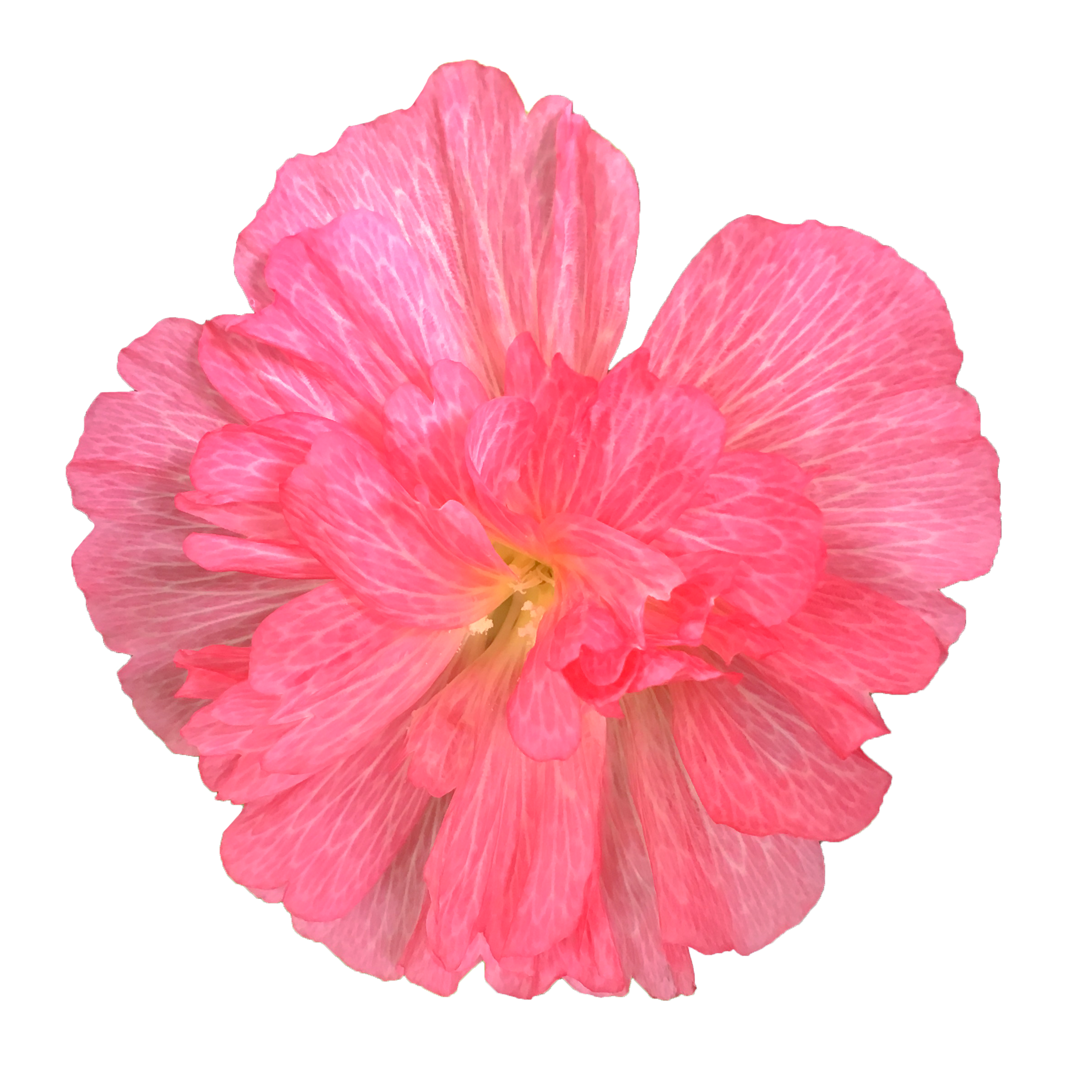 タチアオイ(立葵)の花（01020）