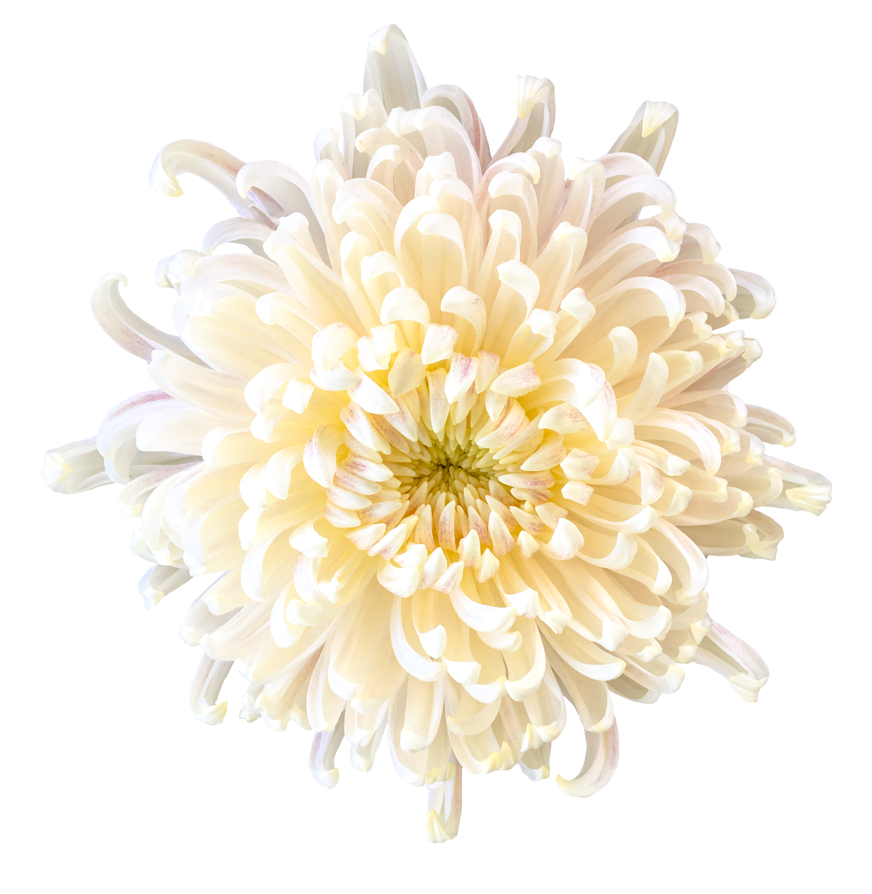 白い菊の花（01099）