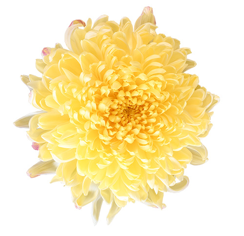 黄色い菊の花（01100）
