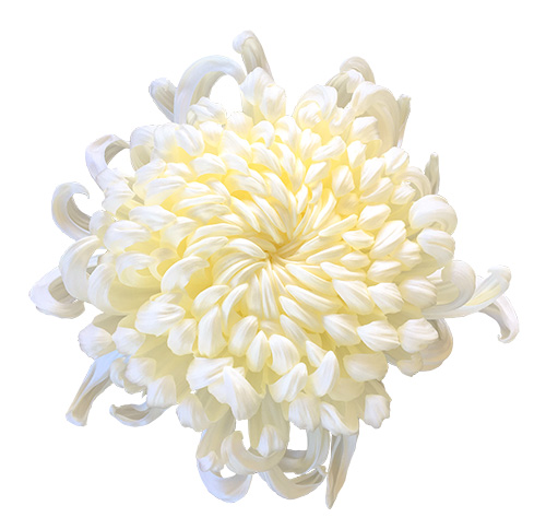 白い菊の花（01102）
