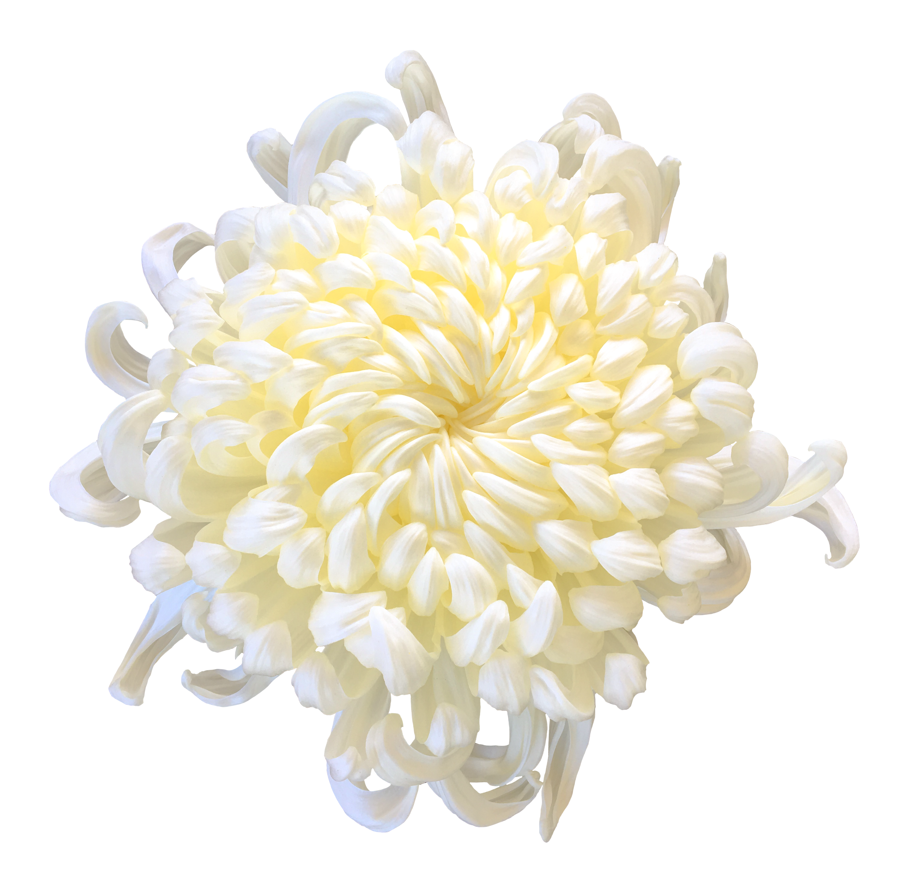 白い菊の花（01102）