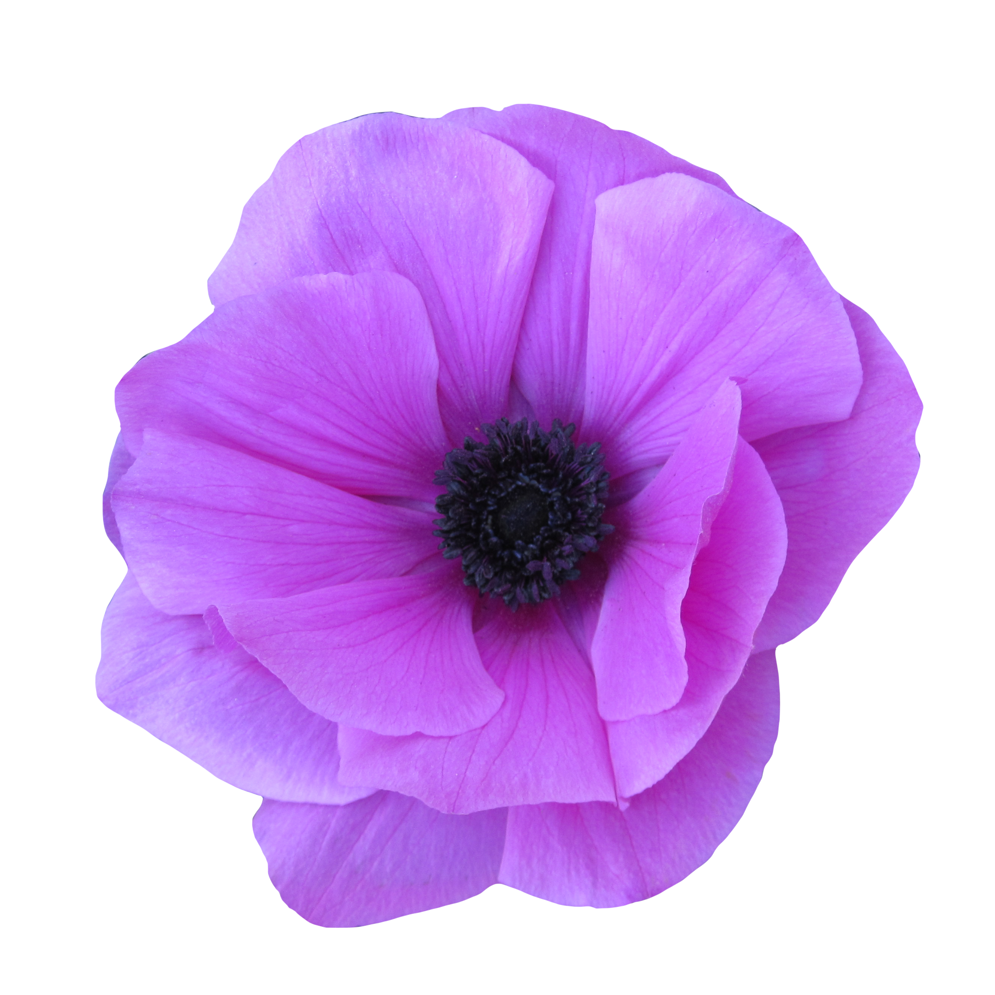 紫色のアネモネの花（01140）