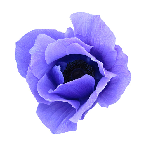 紫色のアネモネの花（01141）