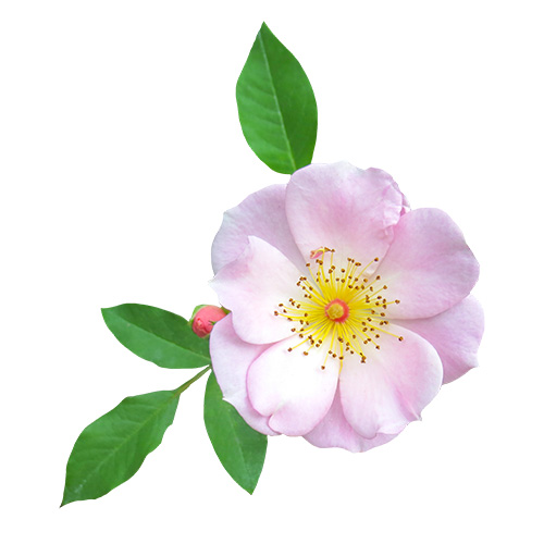 ピンクのバラの花,薔薇（01142）