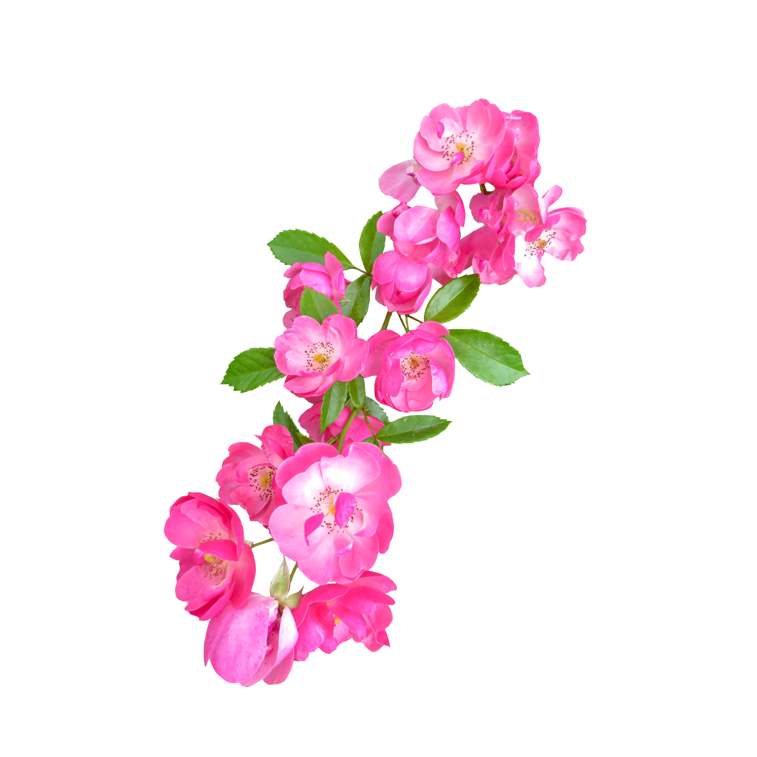 ピンクのバラの花,薔薇（01143）