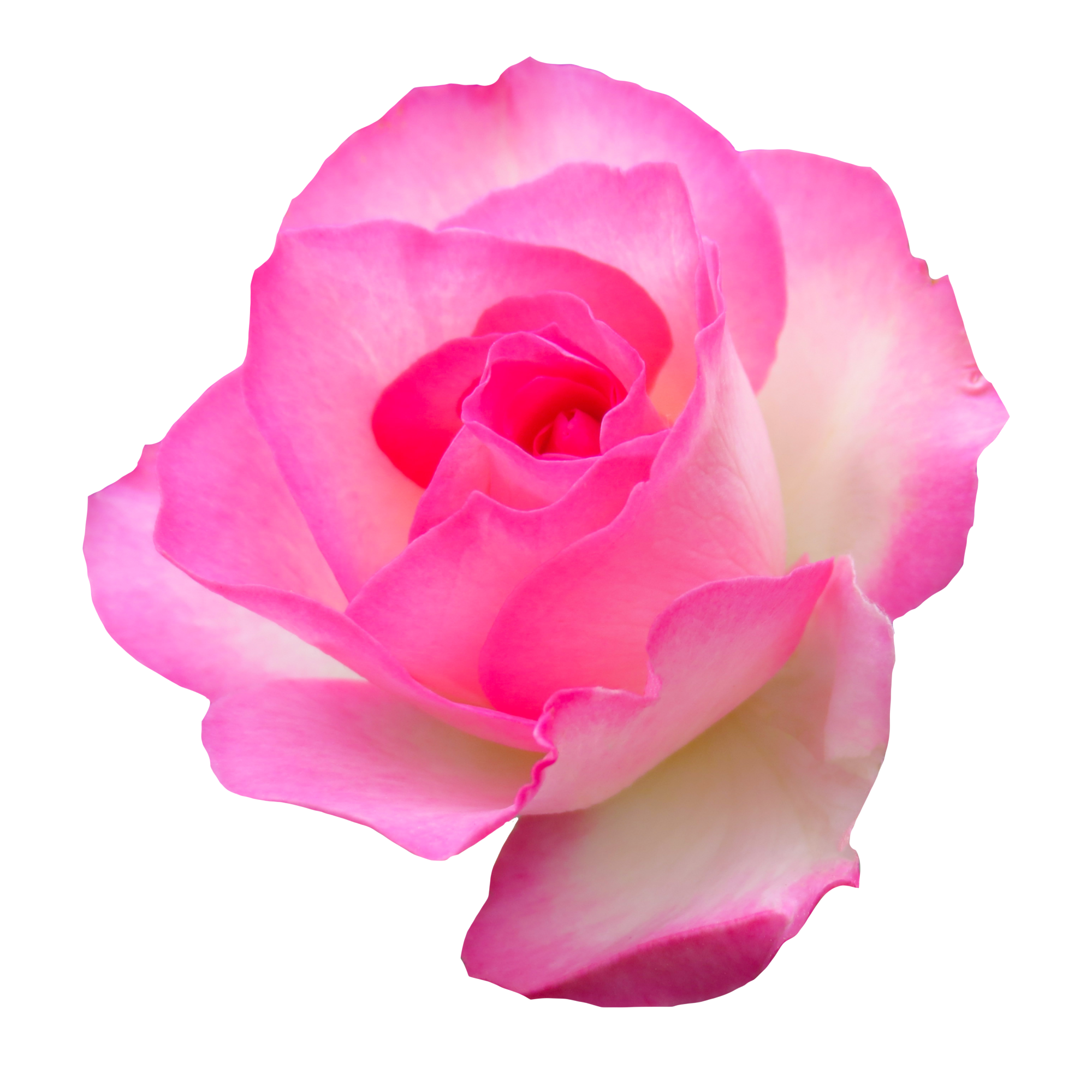 ピンクのバラの花,薔薇（01144）