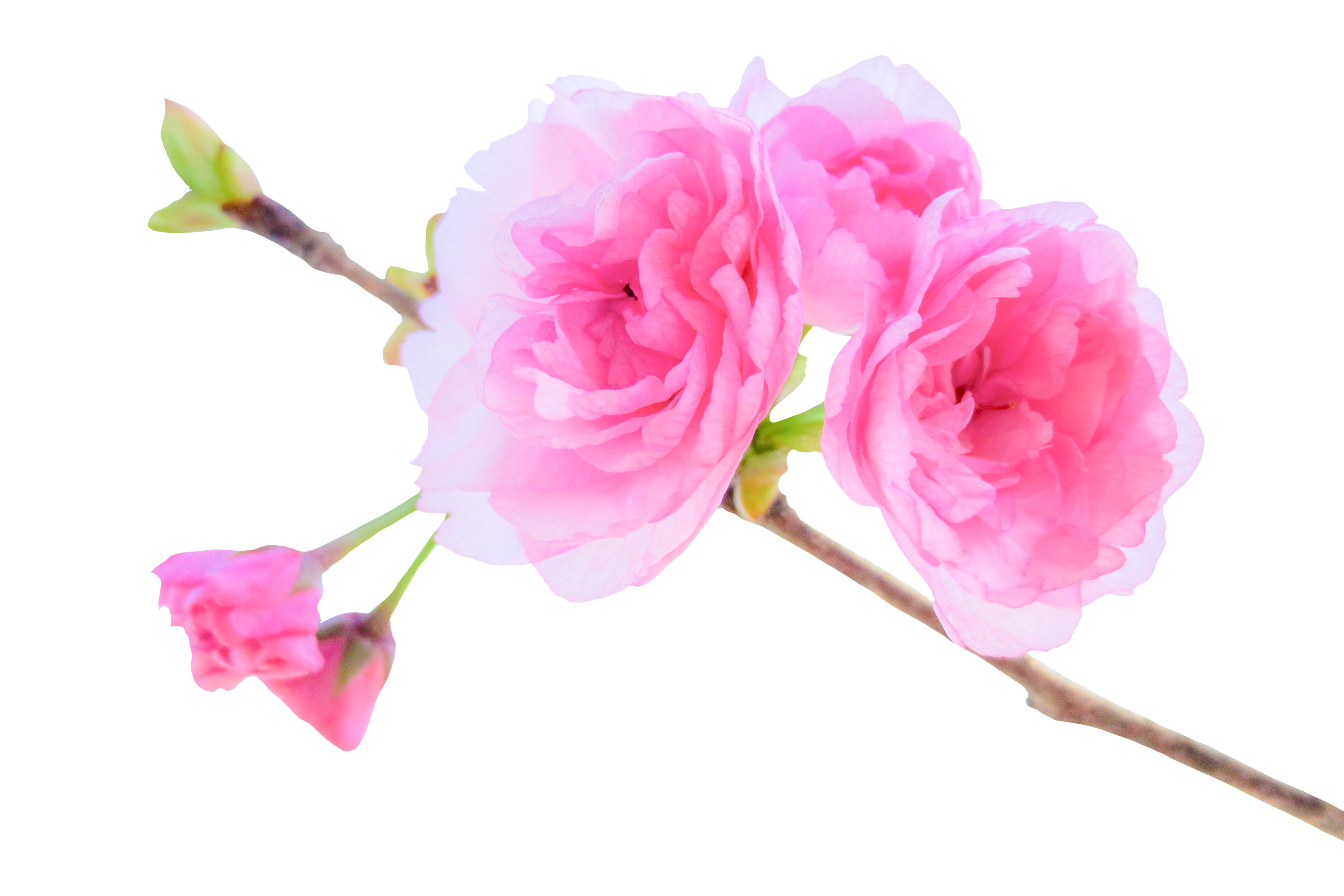 サトザクラの花（01145）