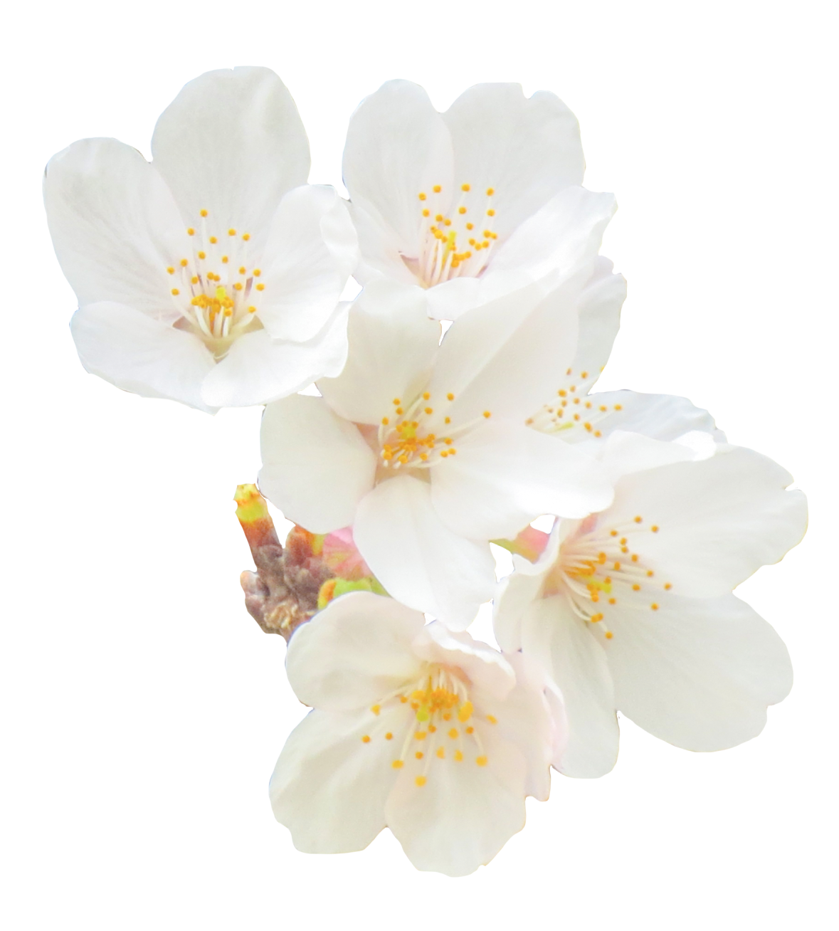 桜の花,サクラ（01146）